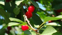 DSC07033.JPG
