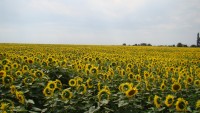 DSC06861 - копия.JPG