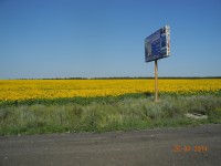 поля.JPG