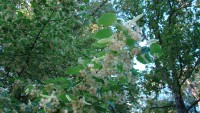 DSC07987.JPG