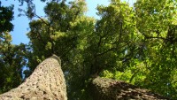 DSC08118.JPG
